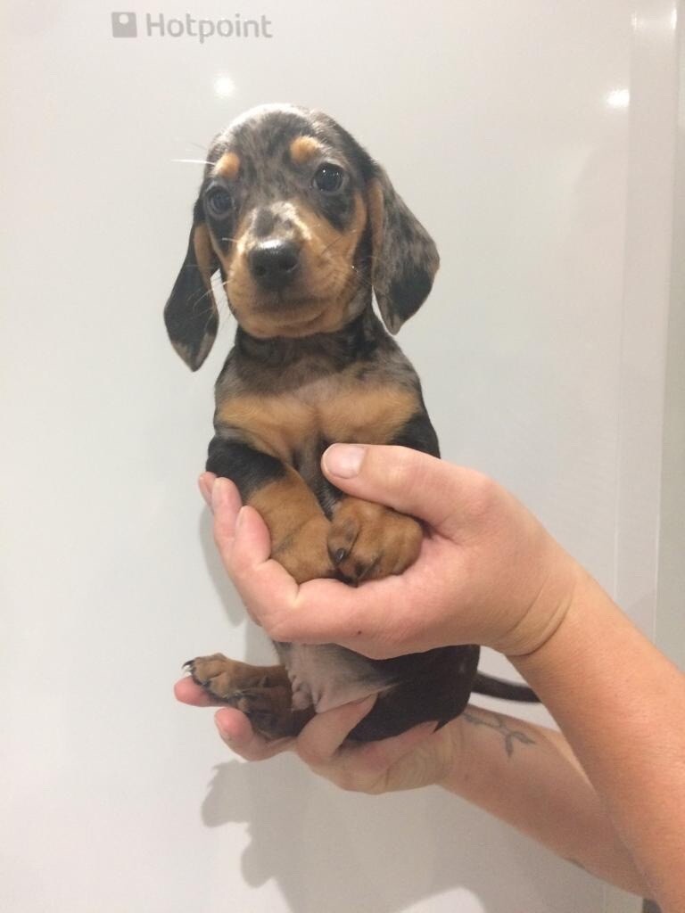 miniature dachshund gumtree